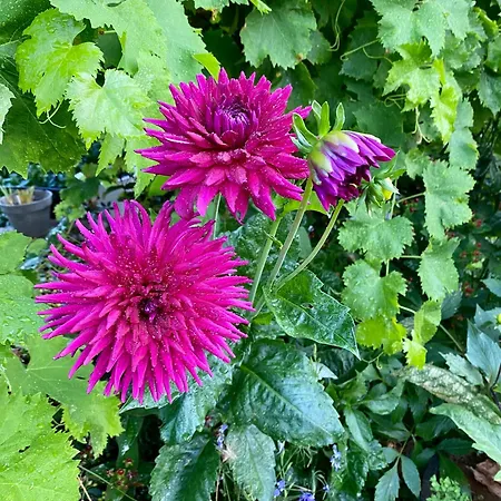 Quinta Flores Lägenhet