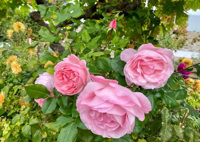 Quinta Flores アパート *