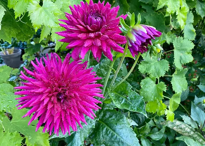 Quinta Flores アパート